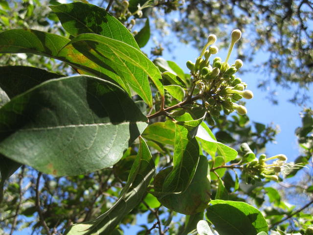 Clerodendrum tomentosa buds