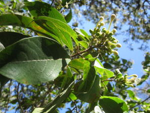 Clerodendrum tomentosa buds