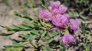 Melaleuca thymifolia flowers