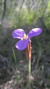 Patersonia sericea flower