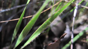 Patersonia sericea hairy leaves