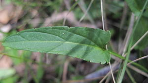 Viola betonicifolia leaf