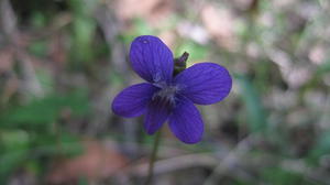 Viola betonicifolia flower