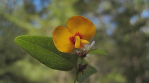 Platylobium formosum flower