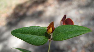 Platylobium formosum bud