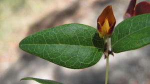 Platylobium formosum bud