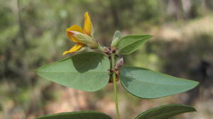 Platylobium formosum paler underside of leaf