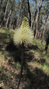 Xanthorrhoea minor flower