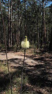 Xanthorrhoea minor flower