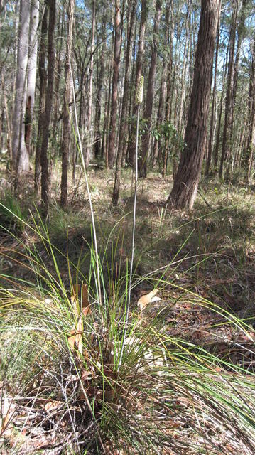 Xanthorrhoea minor plant shape