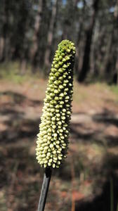 Xanthorrhoea minor bud