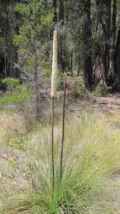 Xanthorrhoea media plant shape