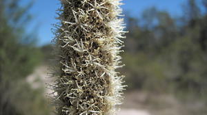 Xanthorrhoea media flowers