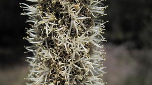 Xanthorrhoea media flowers