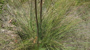 Xanthorrhoea media plant shape