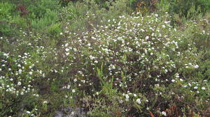 Platysace lanceolata large plant