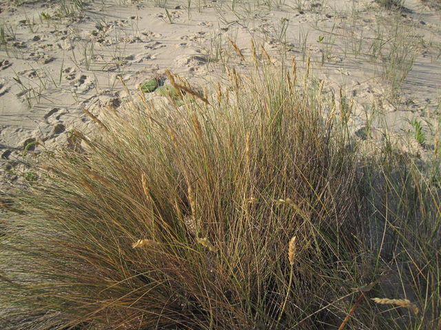Austrofestuca littoralis plant shape