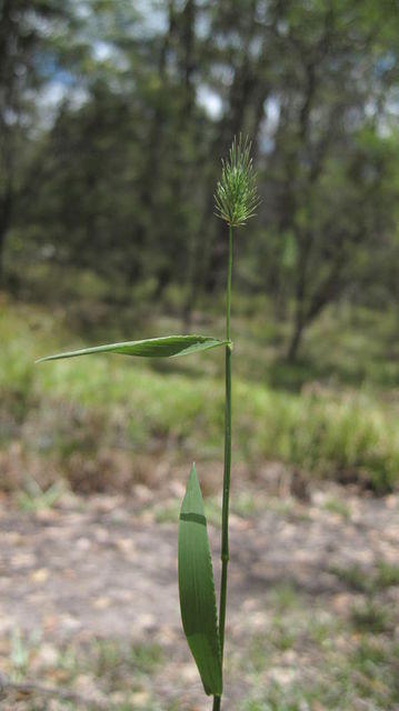 echinopogon caespitosus leaves and head