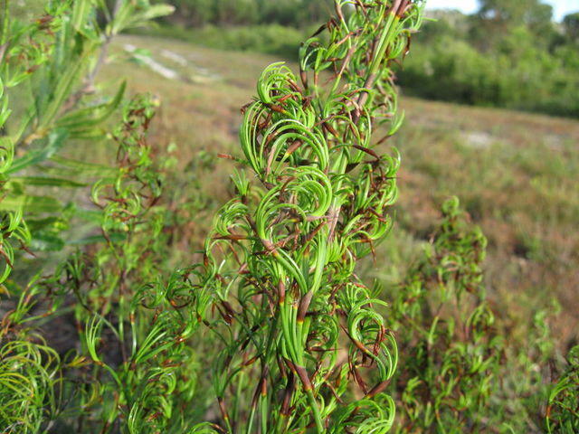 Caustis flexuosa curly spikelets with brown sheaths