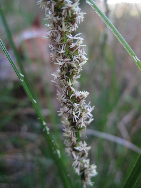 Carex appressa spiral spikelets along stem