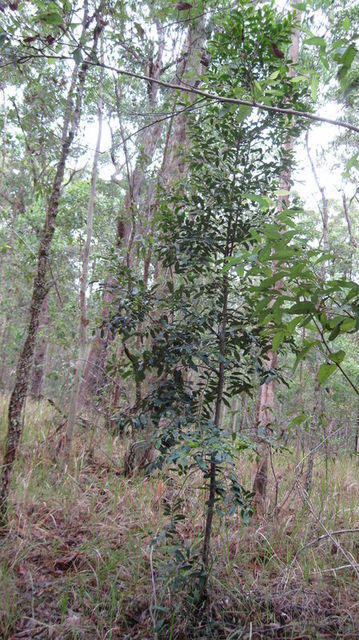 Diospyros australis tree shape