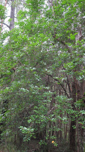 Glochidion ferdinandi tree shape