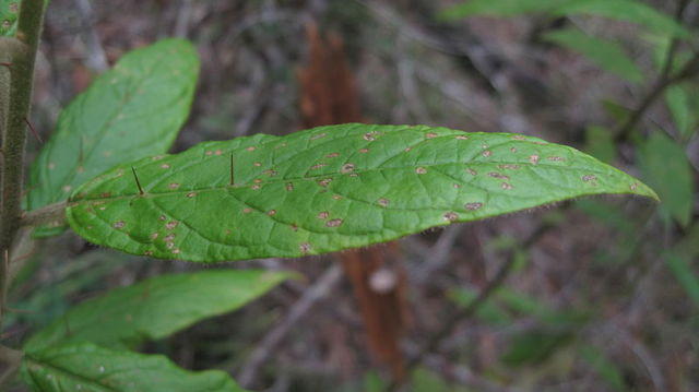 Solanum stelligerum spines on leaf