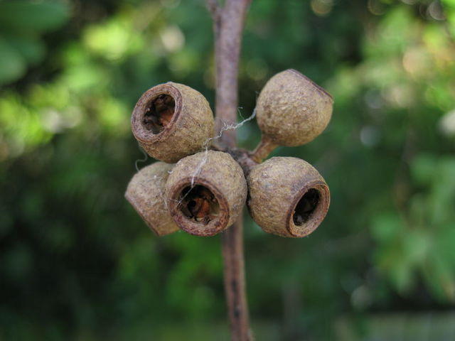 Eucalyptus pilularis old fruit