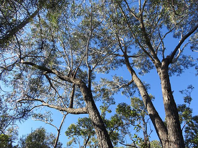 Eucalyptus sieberi (1)