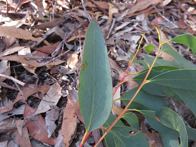 Eucalyptus sieberi (12)