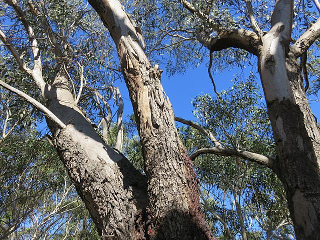 Eucalyptus sieberi (2)