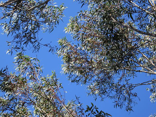 Eucalyptus sieberi (2)