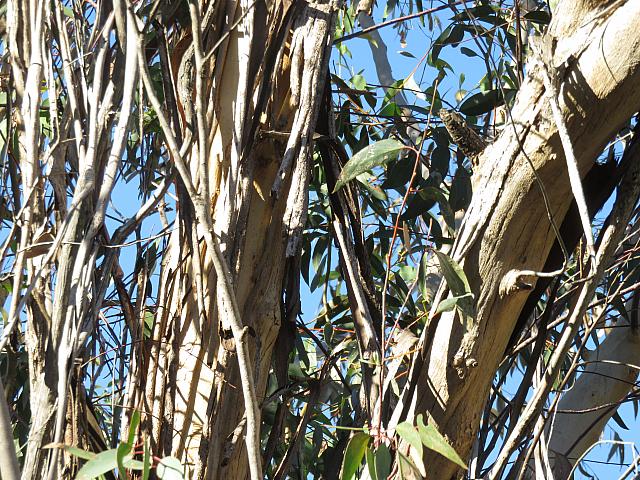 Eucalyptus sieberi (22)