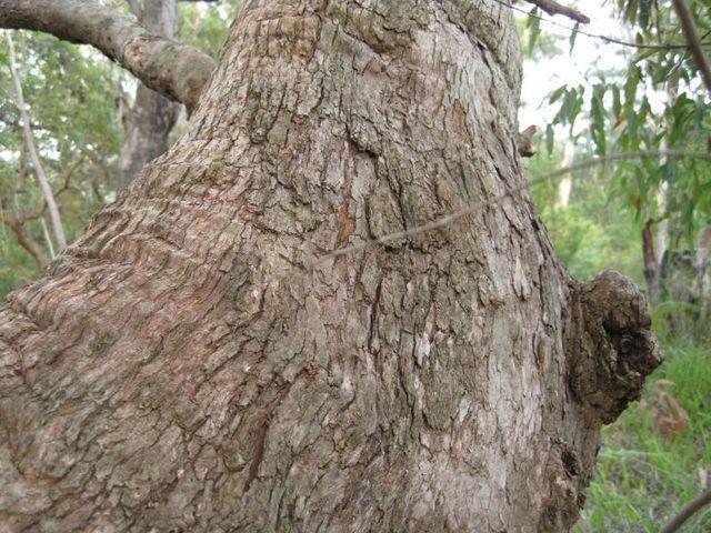 Angophora floribunda bark