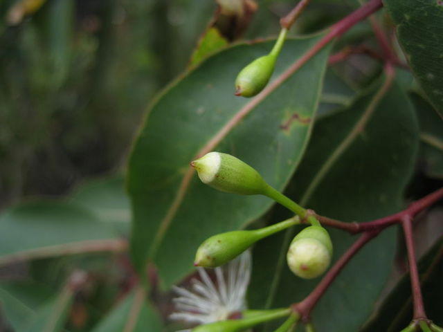 Corymbia gummifera bud with small cap
