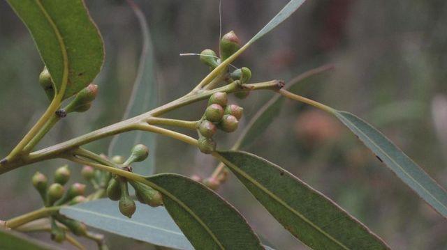 Eucalyptus acmenoides buds