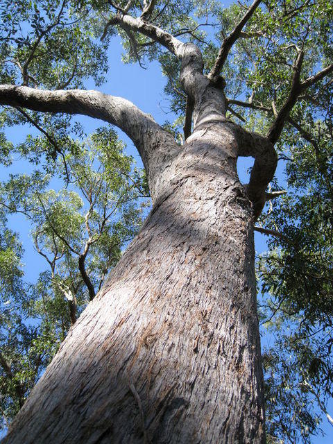 Eucalyptus acmenoides growth form
