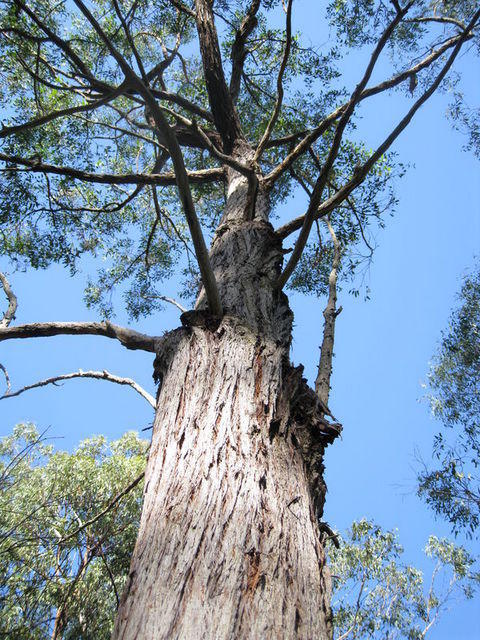 Eucalyptus globoidea tree shape