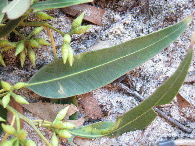 Eucalyptus resinifera leaf