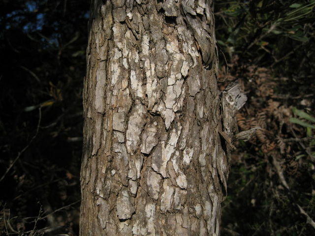 Eucalyptus robusta x tereticornis bark