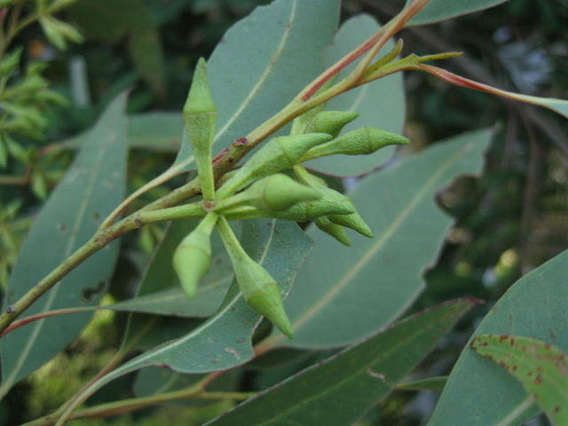 Eucalyptus robusta x tereticornis hybrid with rough collar and smooth branches - buds