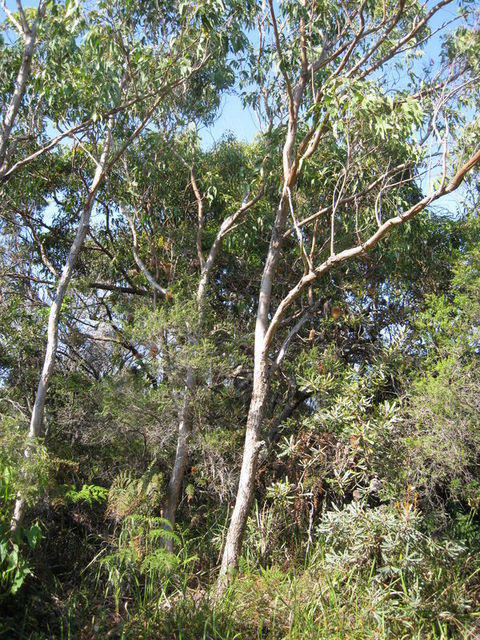 Eucalyptus robusta x tereticornis hybrid - smooth branches