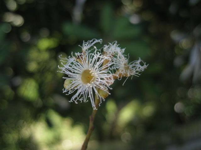 Eucalyptus microcorys flower