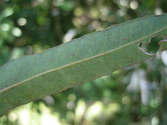 Eucalyptus microcorys paler underside of leaf