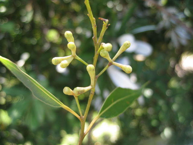 Eucalyptus microcorys buds