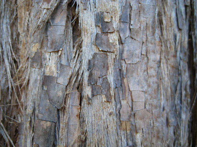Eucalyptus microcorys bark with squared shiny plates