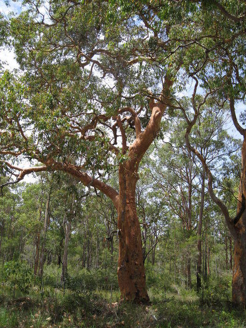 Angophora costata tree shape
