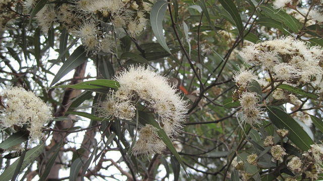 Angophora costata flowering branch