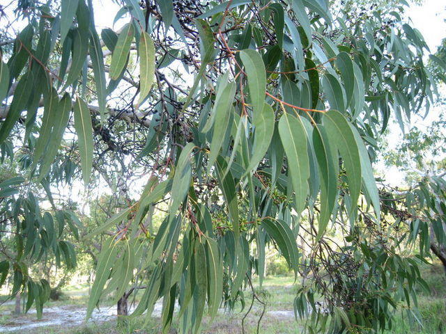 E parramattensis drooping foliage