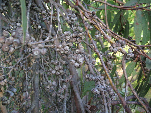 Eucalyptus parramattensis fruit